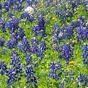 Meet your Posher, La